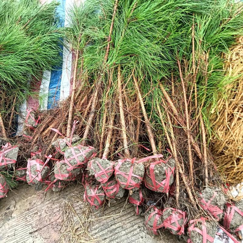园林景观设计：打造梦想中的休闲天堂